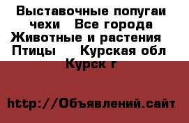 Выставочные попугаи чехи - Все города Животные и растения » Птицы   . Курская обл.,Курск г.